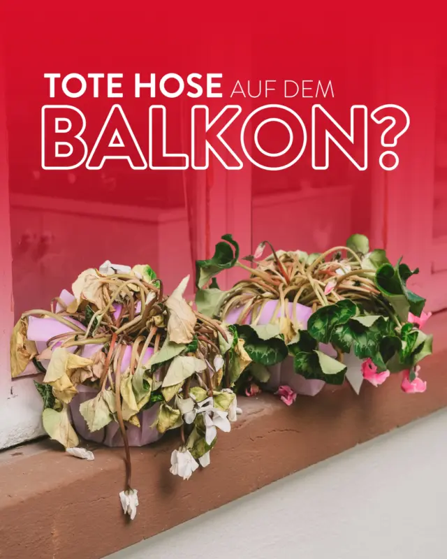 Tote Hose auf dem Balkon? 🌿

Dann kommt hier ein kleiner Balkonien-Hack: Wenn – rein theoretisch natürlich – mal ein Schluck Bier übrig bleibt, muss der nicht direkt in den Ausguss.
Abgestandenes Bier wird als Hausmittel manchmal für Pflanzen genutzt – aber bitte nur stark mit Wasser verdünnt und wirklich in Maßen. Eure Pflanzen wollen Nährstoffe, kein Frühschoppen. 🍺

Also: Erst selbst genießen. Und falls tatsächlich etwas übrig bleibt, freut sich vielleicht noch der grüne Mitbewohner.
#meingilde #dasgildet #hannover #balkonien #sommer #feierabend
